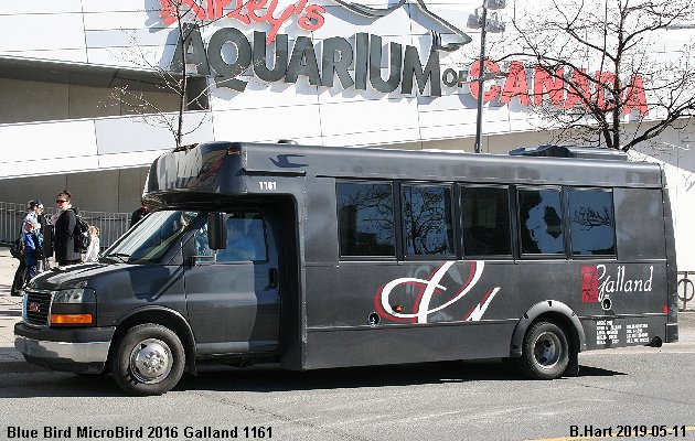 BUS/AUTOBUS: Blue Bird MicroBird 2016 Galland